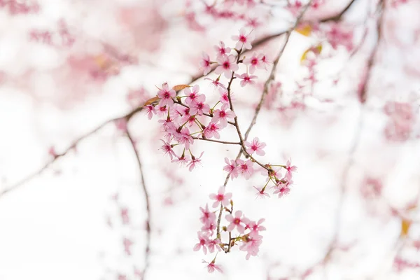 Wild Cherry himálajské květ (Prunus cerasoides), obří tygří flo — Stock fotografie