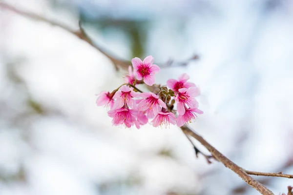 Дикий гималайский вишневый цветок (Prunus cerasoides), Гигантский тигровый грипп — стоковое фото