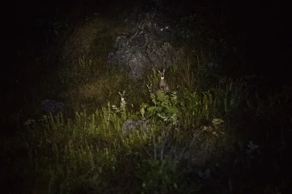 Zwierzęta w nocy oświetlone światłem reflektora — Zdjęcie stockowe