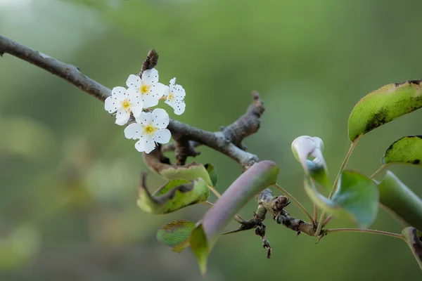 Flor de pera flor blanca — Foto de Stock