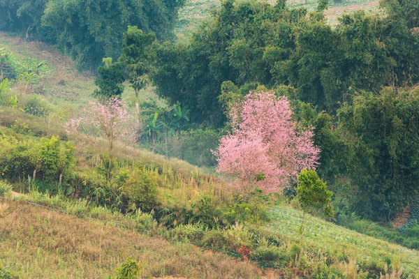 野生喜马拉雅樱桃花 (李属樱野)、 巨虎弗洛 — 图库照片