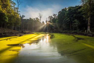 güneşin doğuşunu büyük bataklıkta