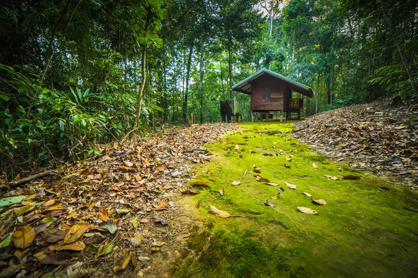 숲 속의 오두막 — 스톡 사진