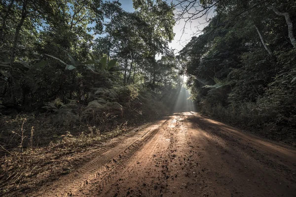 Strada sterrata attraverso la foresta decidua all'alba . — Foto Stock