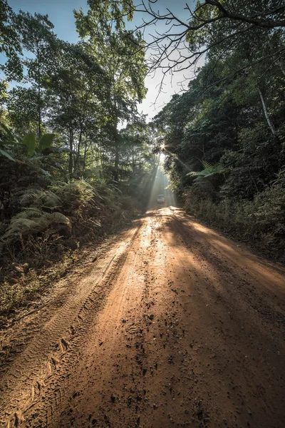 Dirt road through deciduous forest at dawn. — Stock Photo, Image