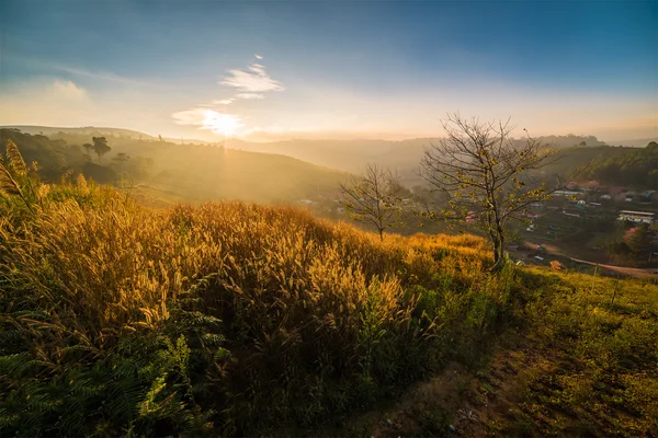 Sunrise weiden Phu Hin Rong Kla nationaal Park Phetchabun provincie Asia Thailand — Stockfoto