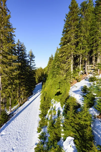 Road in the coniferous forest — Stock Photo, Image
