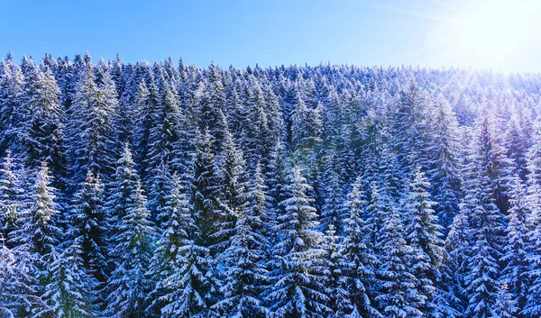 Kış manzarası dağ ormanı karı — Stok fotoğraf