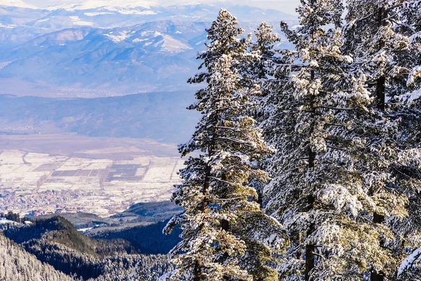 Pinos montañosos cubiertos de nieve — Foto de Stock