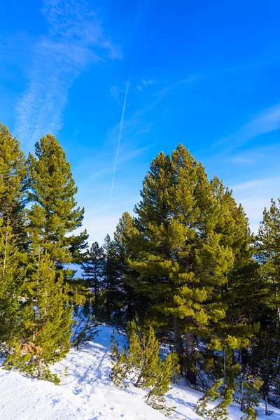 kış manzarası dağ ormanı karı