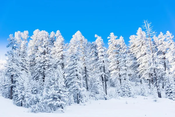 Winterlandschap bergbos sneeuw — Stockfoto