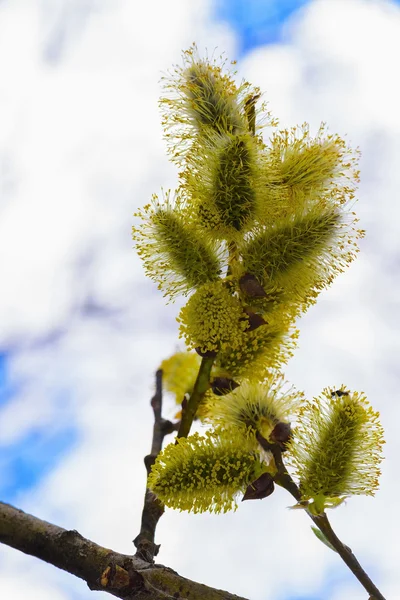 Blommande willow fluffiga — Stockfoto