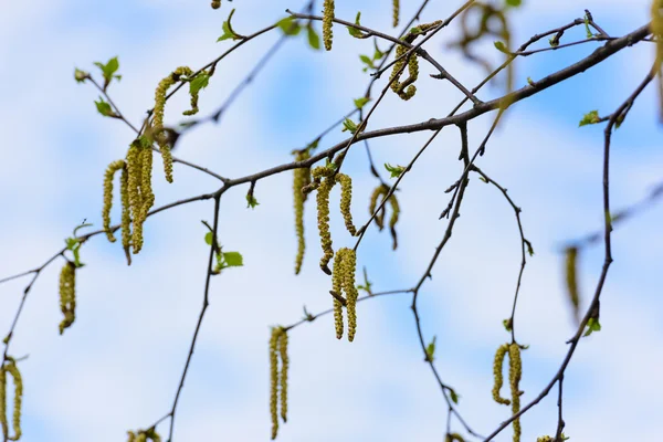 Bříza s kočičími květy — Stock fotografie