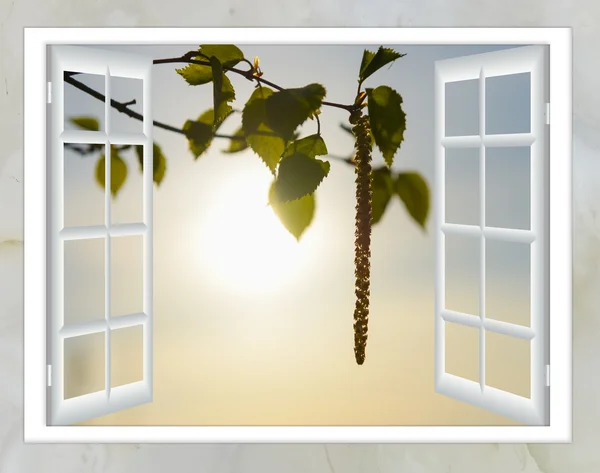 Birch with catkins bloom window open — Stock Photo, Image