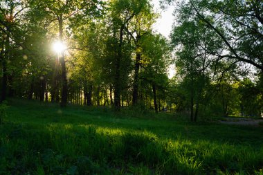 güneş ışığı ile ağacı üzerinden