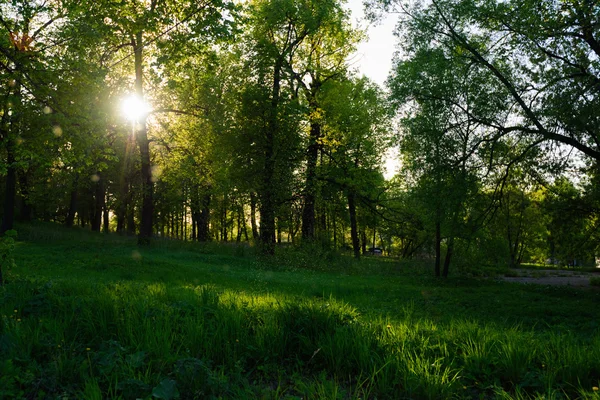 Ray of sunshine through the tree — Stock Photo, Image
