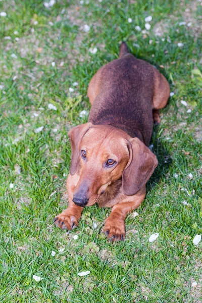 Dachshund dog brown — Stock Photo, Image