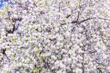 elma ağacı çiçekleri