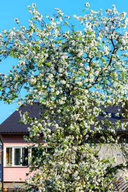 elma ağacı çiçekleri