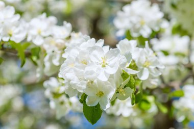 elma ağacı çiçekleri