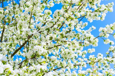 elma ağacı çiçekleri