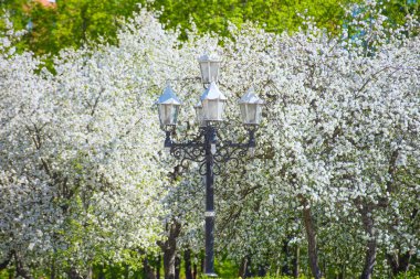 elma ağacı çiçekleri