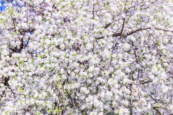 elma ağacı çiçekleri