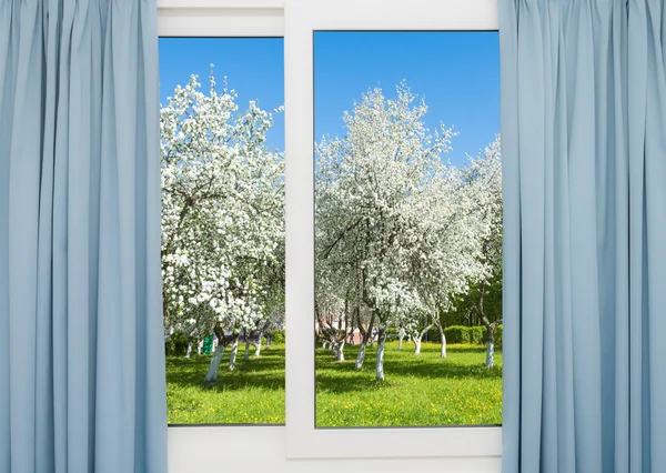 视图窗口开花的树 — 图库照片