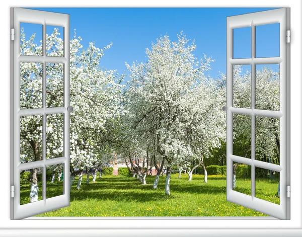 Nézet ablak virágzó fa — Stock Fotó