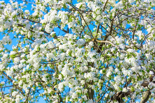 Apfelbaumblüten — Stockfoto