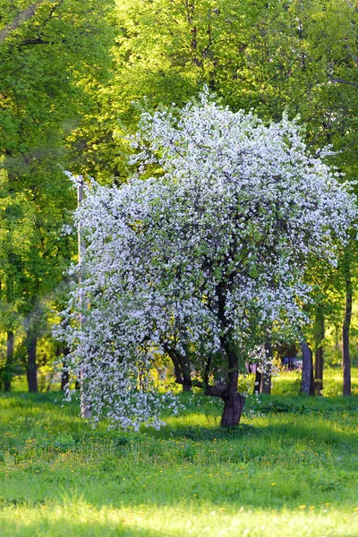 elma ağacı çiçekleri