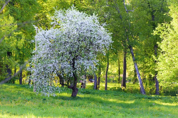 Apple дерево розквітає — стокове фото