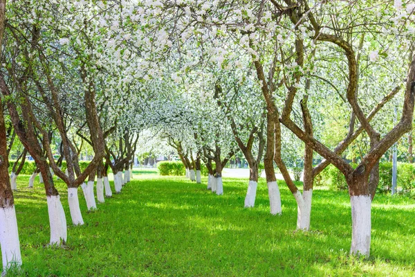 Apple tree blossoms — Stock Photo, Image