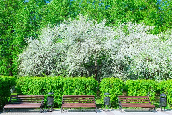 Apple tree blossoms — Stock Photo, Image