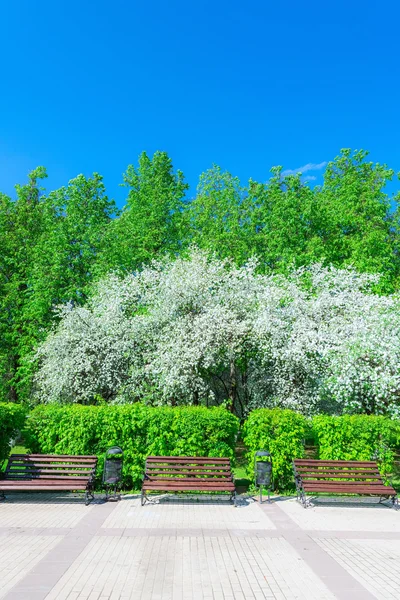 Apple tree blossoms — Stock Photo, Image