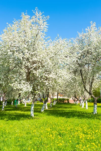 Omenapuu kukkii — kuvapankkivalokuva