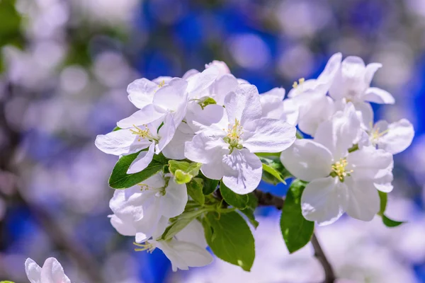 Appel boom bloesem — Stockfoto