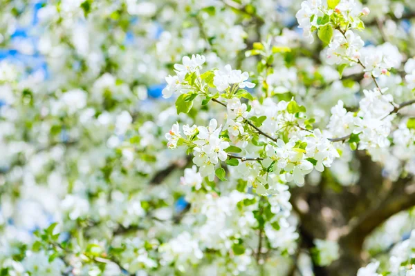 Äppelträd blommar — Stockfoto