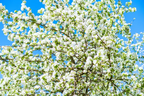 Äppelträd blommar — Stockfoto