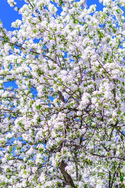 Apple tree blossoms — Stock Photo, Image