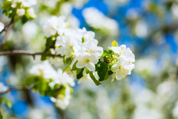 Apfelbaumblüten — Stockfoto