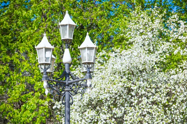 Flores de manzano — Foto de Stock