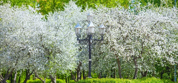 リンゴの木の花 — ストック写真