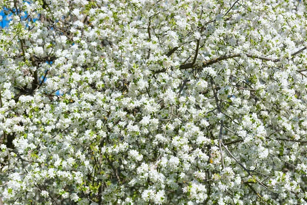 Fiori di melo — Foto Stock