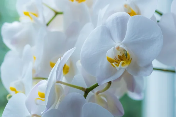 Vit orkidé blomma — Stockfoto