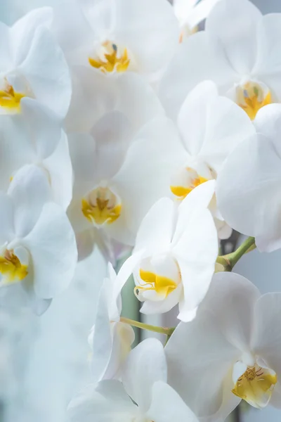 Vit orkidé blomma — Stockfoto