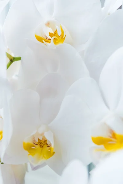 Vit orkidé blomma — Stockfoto