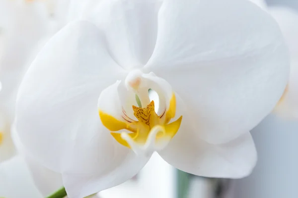 Vit orkidé blomma — Stockfoto