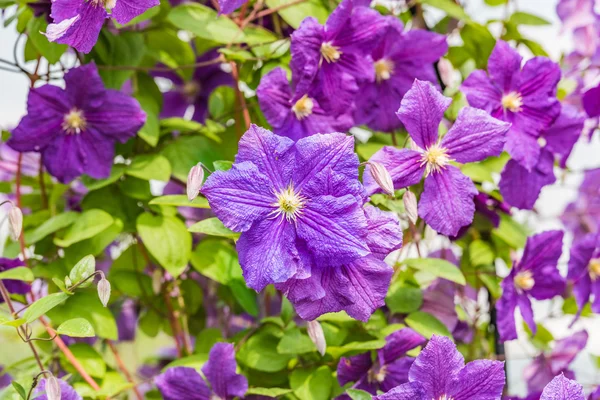 Flor púrpura klimatis — Foto de Stock