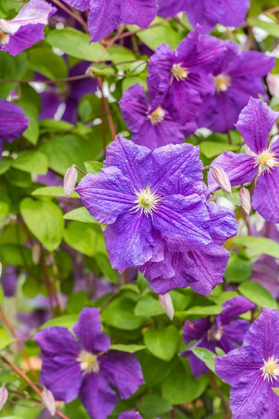 Flor púrpura klimatis — Foto de Stock